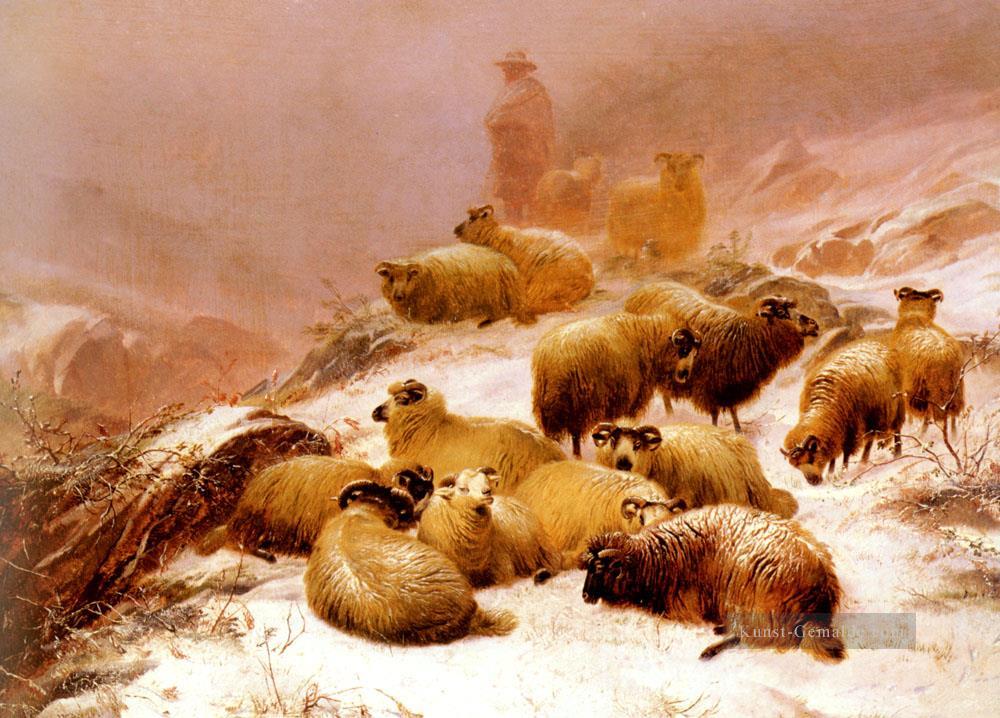 Die Kälte des Winters Schaf Bauernhof Tiere Thomas Sidney Cooper Ölgemälde